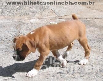 Boxer a venda - Canil Filhotes On Line BH  
