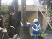 poda de arvores/jardinagem/paisagismo/limpeza de terrenoscortede grama