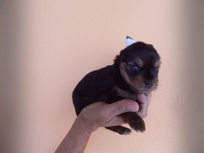 YORKSHIRE TERRIER, FILHOTES COM PREÇOS PROMOCIONAIS