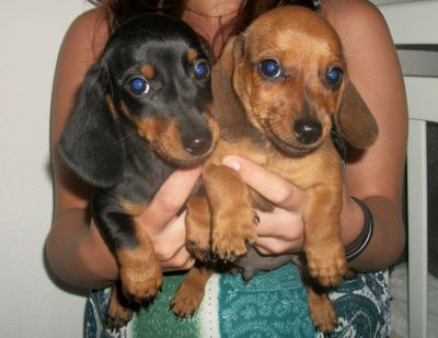 Filhotes a venda de dachshund anão Teckel Basset Cofap