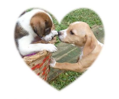 Lindos cachorrinhos e gatos Para Adoção.