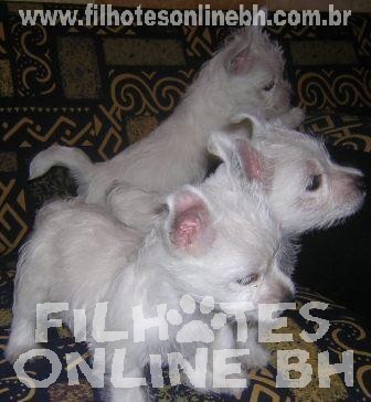 Filhotes Westie