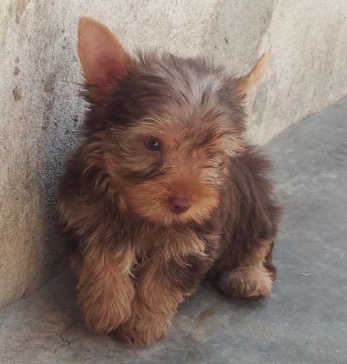 Yorkshire Chocolate - Promoção dia das Crianças