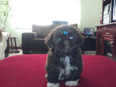 SHIH TZU FÊMEAS CHOCOLATE