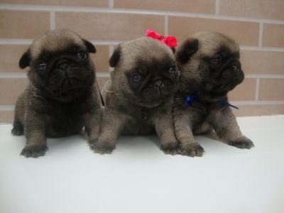 Pug Filhotes em Curitiba - Canil de Pug em Curitiba