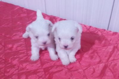 Lindos Filhotes de Maltês