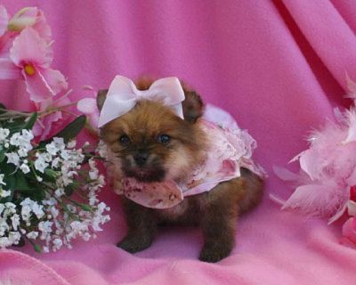 pomeranian filhotes para adoção