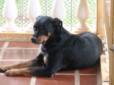 lindos rottweilers