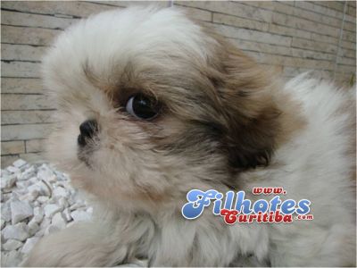 Shih-tzu Filhotes em Curitiba 