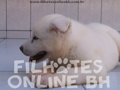 Akita Canil Filhotes On Line BH