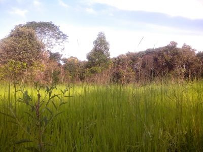 Chacara com treze alqueires ótima para reflorestamento.