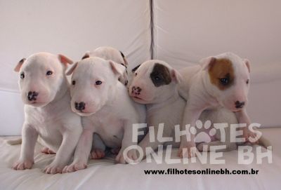 Bull Terrier - Canil Filhotes On Line BH