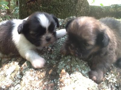 lindos filhotes de shitzu,lhasa-apso,poodle,chow chow,buldog fraçes bebelos