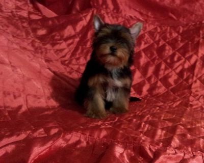 Filhote de Yorkshire Terrier portador de Biewer 