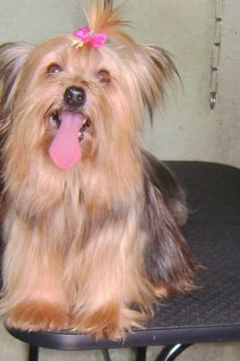 CURSO DE BANHO E TOSA