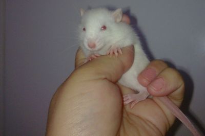 Vendo Ratos Twister.