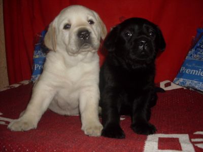 canilgrassini de labrdor retriver no rio de janeiro