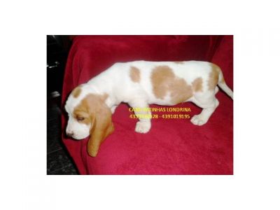 BASSET HOUND - FILHOTES MACHOS