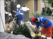 poda de arvores/jardinagem/paisagismo/limpeza de terrenoscortede grama