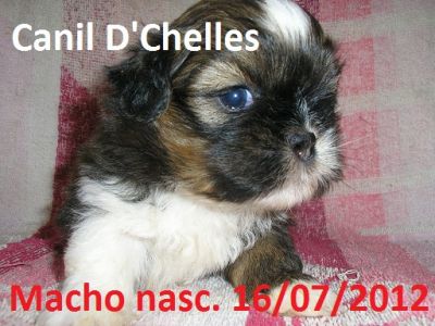 Shih-tzu filhotes