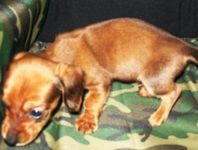 Pet Shop, venda, Dachshund, linguicinha, salsicha, cofap, Porto Alegre,