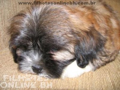 Lhasa Apso - Canil Filhotes On Line BH