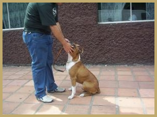 Adestramento de cães Tatuapé