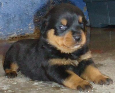 VENDO FILHOTES DE ROTTWEILER