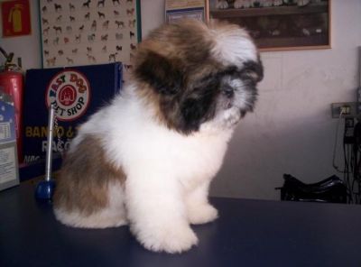 Shih  tzu lindos filhotes já disponível