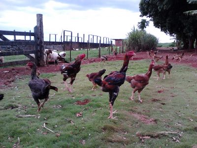 Frangos Índio Gigante/Londrina-Paraná-Brasil.