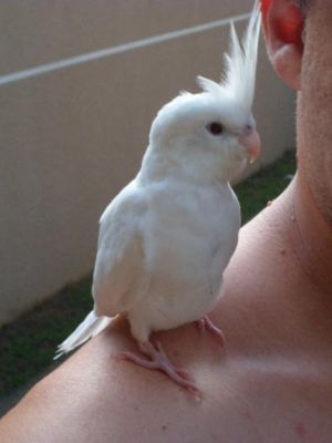 Calopsita Albina Mansinha