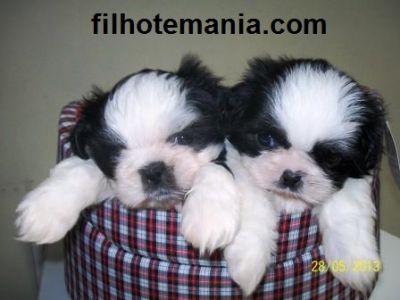 Pet Shop, Porto Alegre, tem, filhote, shih tzu,