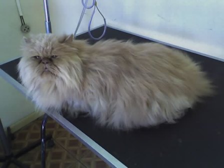 Curso Técnico de Banho e Tosa em Curitiba - Paraná