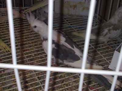 Casais de Calopsitas