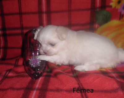 Filhote de Maltês - Promoção