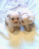 maltes de bolso,lindos filhotes