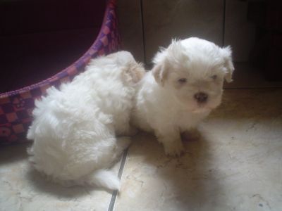 Lindos machinhos de Lhasa branco com manchinhas creme