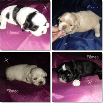 Poodle - Lhasa Apso - Shih-Tzu - Yorkshire