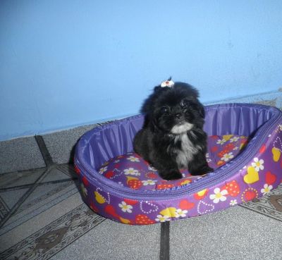 Filhote de Lhasa Apso