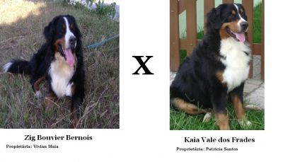 Filhotes de Bernese Mountain Dog