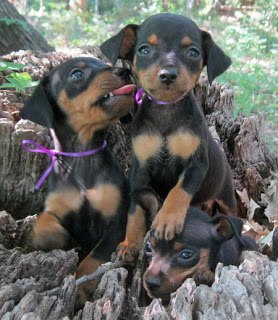 Gracinhas de Pinschers.AQUI.