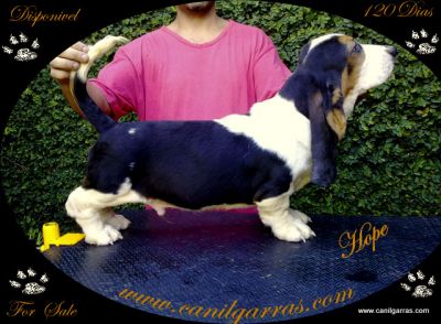 Caes lindos Orelhudos pelo curto e não mordem Basset Hound
