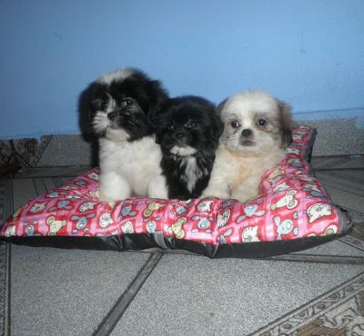 Filhote de Lhasa Apso