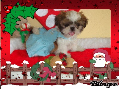 Shih tzu, Filhotes R$550,00 Promoção de Natal Imperdível