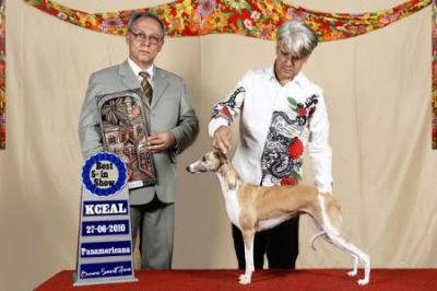 Whippet, Linhagem de campeões, filhotes tigrados e azuis R$1.500