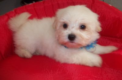 Maltês Filhotes  Apaixonantes  com pedigree em mãos 