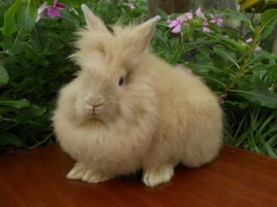 Mini Coelhos F & J...