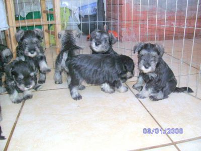Filhotes de SCHNAUZER