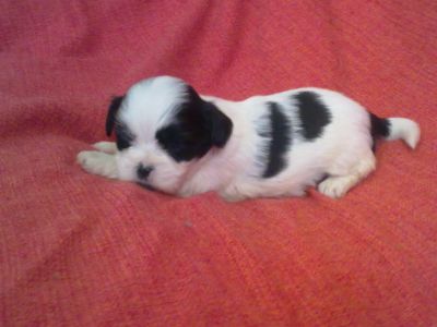 Filhotes Machos e Fêmeas de Lhasa Apso p/ venda 