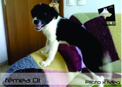 Vendo Filhotes Border Collie